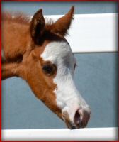 imaginemeakid colt2.jpg